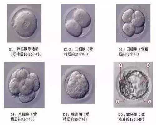 郑州代孕地址-郑州专业代孕-代孕妇罐头能不能吃